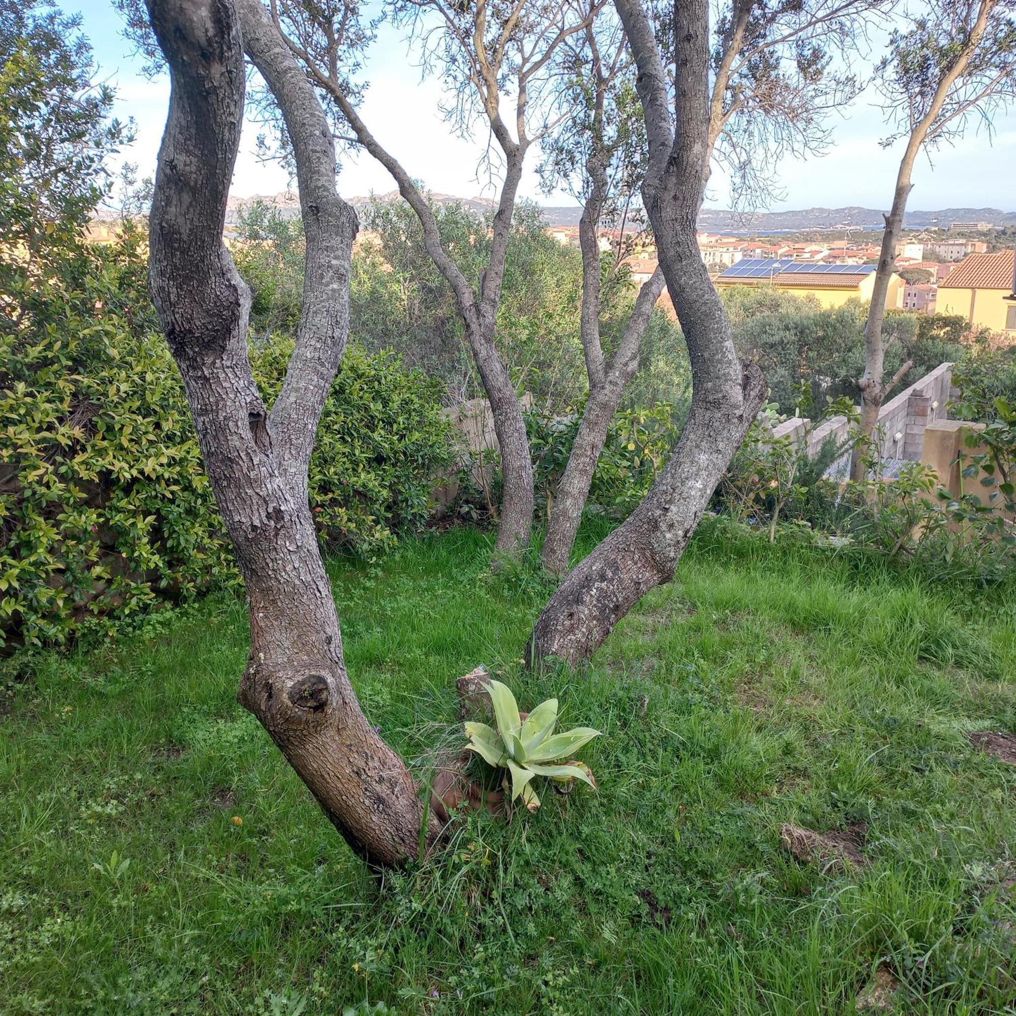 Villa Graziella La Maddalena  Kültér fotó